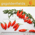 New crop 180/280/380 grains per 50 gram gojiberry in high quality